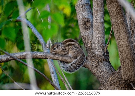 The Indian palm squirrel or three-striped palm squirrel (Funambulus palmarum) is a species of rodent in the family Sciuridae found naturally in India.