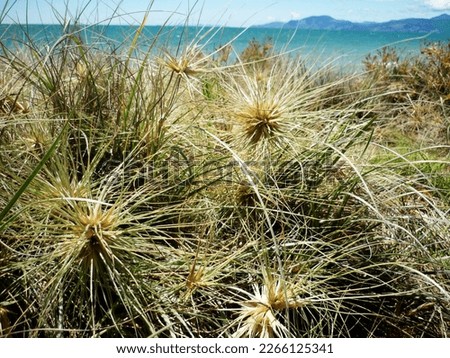 Native grasses overlooking a beach in Rabbit island New Zealand