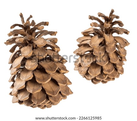 Two pine cones close up, isolate on white background