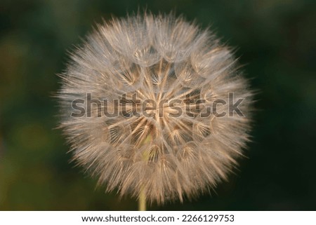 Nature background with dandelion. Dandelion on a green background. Freedom to Wish. Abstract dandelion flower background. Seed macro closeup. Soft focus. Silhouette fluffy flower. Fragility