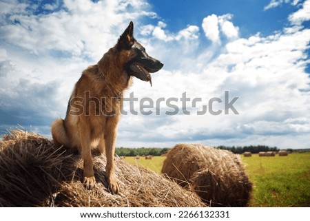 Beautiful german shepherd dog sitting on a haystack Royalty-Free Stock Photo #2266132331