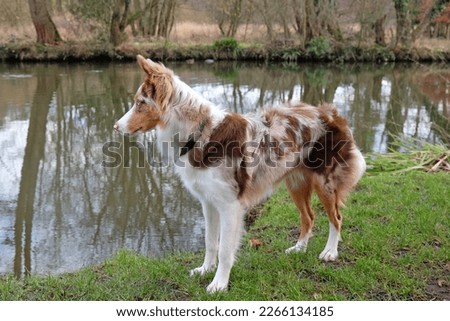 A tri coloured red merle border collie stood on a river bank, Surrey, UK. 