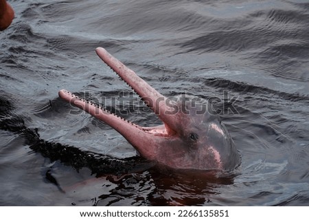 Amazon river dolphin, boto or pink Amazon dolphin (Inia geoffrensis). Near the small town of Novo Airao, Rio Negro, Amazonas State, Brazil. Royalty-Free Stock Photo #2266135851