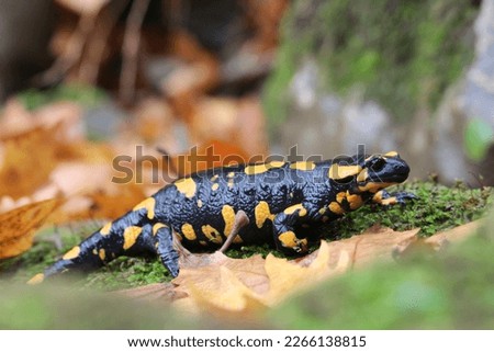 Fire salamander (Salamandra salamandra) from Peloponnese - Greece