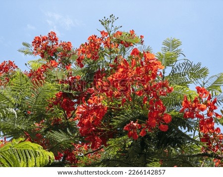 Poinciana regia or Delonix regia flowers and leaves against blue sky. The most common names are: royal poinciana, flamboyant, acacia rubra, phoenix flower, flame of the forest, or flame tree