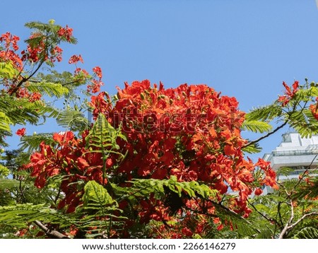 Poinciana regia or Delonix regia flowers branches in the city. The most common names are: royal poinciana, flamboyant, acacia rubra, phoenix flower, flame of the forest, or flame tree. Look up!