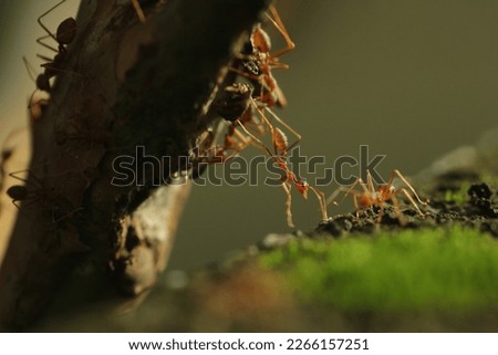 the life of ants in the forest