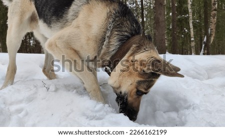 Dog German Shepherd on white snow in winter day. Eastern European dog veo searches, digs, catches, follows the trail in cold weather. The dog mice and hunts small animals in the snow Royalty-Free Stock Photo #2266162199