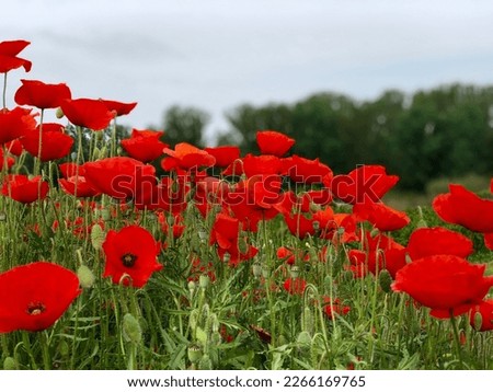 Small and delicate red field poppies
