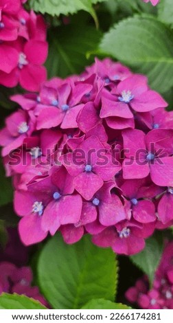 Hydrangeas from the south of the world, with beautiful colors in summer. On my walks around the city, I saw this amazing flowers and I took a lot of beautiful pictures of them.