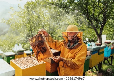 Senior beekeeper checking how the honey production is progressing. Photo of a beekeeper with a comb of honey