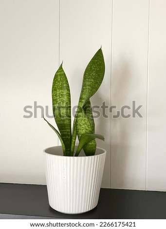 Snake Plant in white ribbed planter on black counter with white background