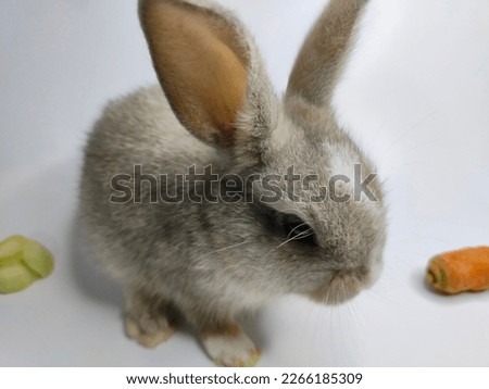 photo of a cute little gray bunny on a white background