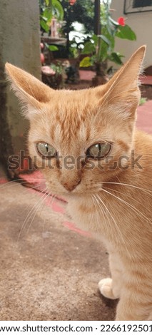 beautiful kitten with fur and caramel-colored eyes, with ears pricked and a suspicious look