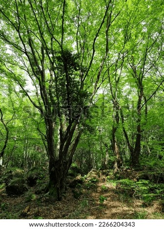 These photos are pictures of forests and trees in Jeju. I took pictures while walking. Take the scenery of Jeju with you.