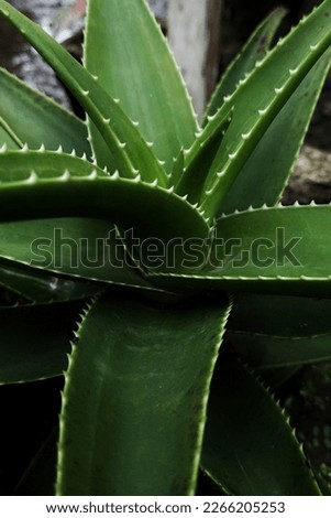 close up picture of aloevera