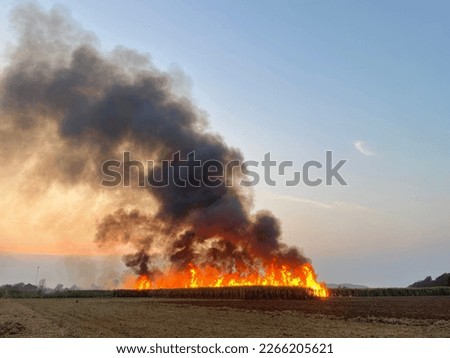 A fire burning a farmer's sugar cane Royalty-Free Stock Photo #2266205621