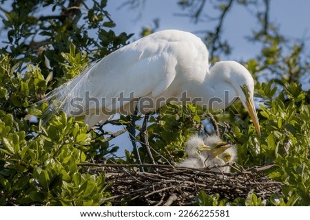 A parent Great Egret, Ardea alba, is taking care of three young chicks in a nest located in a mangrove tree. One of the downy feathered baby birds gazes at her eagerly, anticipating its next meal. Royalty-Free Stock Photo #2266225581