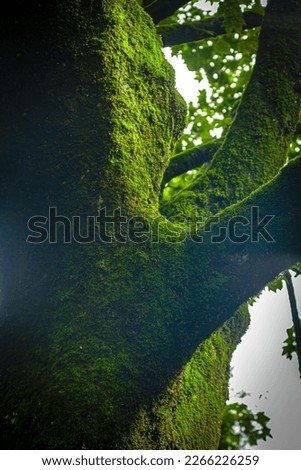 Close up of tree trunk, play of light and shadow