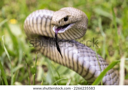 Highly Venomous Eastern Brown Snake