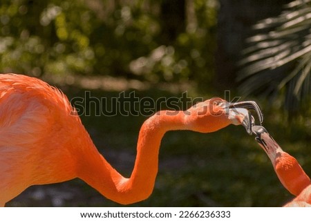 American flamingo, Phoenicopterus ruber. Two birds with beaks clasp, appearing to be in a fight. A blurred tropical background. Color horizontal photo.  Royalty-Free Stock Photo #2266236333