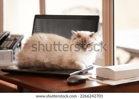 No more working on the weekend. A fluffy siamese cat taking a timeout on its owners laptop. Royalty-Free Stock Photo #2266242701