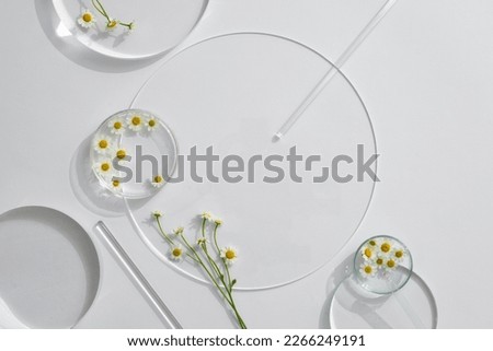 Petri dishes of Chamomiles (Matricaria chamomilla) and transparent podium with blank space in laboratory background for plants advertising