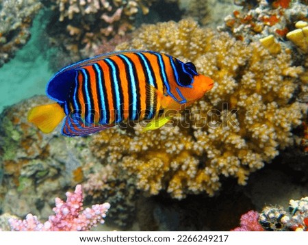 Tropical colorful fish - royal angelfish (Pygoplites diacanthus) swimming on the coral reef. Vivid tropical fish and corals. Marine life in the sea, picture from scuba diving. Rich aquatic wildlife.