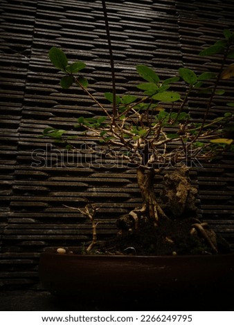 Potted bonsai pine tree with dark wall as background