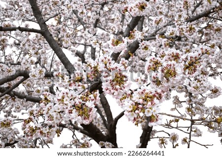 The reason why the background is white is because we eliminated unnecessary things as much as possible. The background of this picture is white. It's Japanese cherry blossoms.