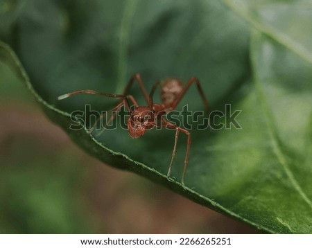 Myrmaplata plataleoides, also called the red weaver-ant mimicking jumper, is a jumping spider that mimics the Asian weaver ant (Oecophylla smaragdina) in morphology and behaviour-female red weaver-ant Royalty-Free Stock Photo #2266265251