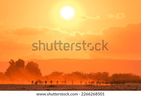 Silhouette of African animals going to drink water during the sunset in madagascar Royalty-Free Stock Photo #2266268501