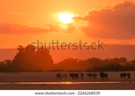 Silhouette of African animals going to drink water during the sunset in madagascar Royalty-Free Stock Photo #2266268539