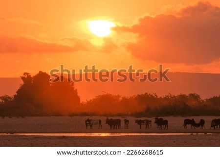 Silhouette of African animals going to drink water during the sunset in madagascar Royalty-Free Stock Photo #2266268615