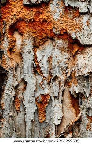Texture of a rotten surface of a tree, Guryong, South Korea