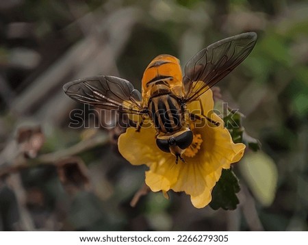 Bee finding honey from flowers