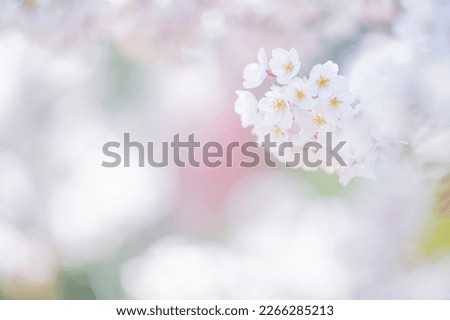 Beautiful sakura in summer, for copy space