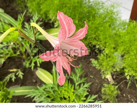 Lilium is a genus of herbaceous flowering plants growing from bulbs.
