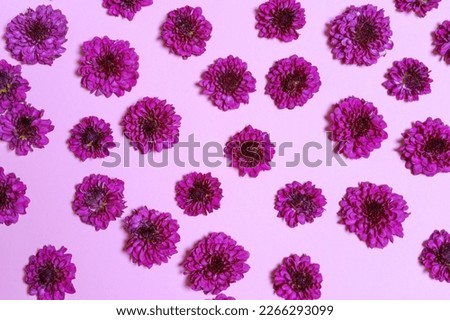 Texture Background crimson chrysanthemum petal flowers on a pink background, holiday card or spring background