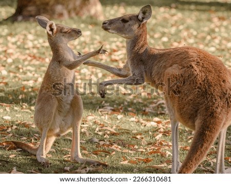 Australian Kangaroos Mother and Joey 