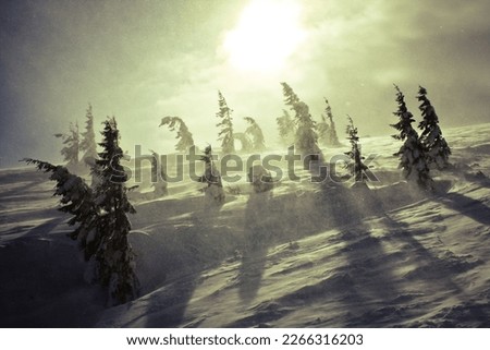 Blizzard wind blowing through spruce forest landscape photo. Nature scenery photography with sun on background. Ambient backlight. High quality picture for wallpaper, travel blog, magazine, article