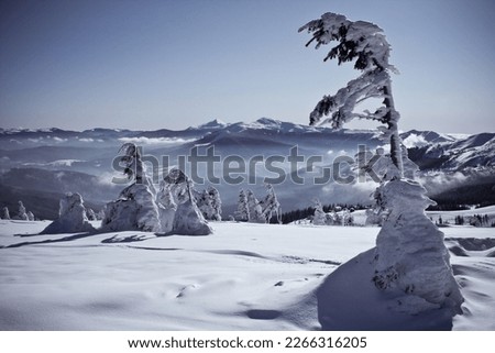 Snow covered evergreen trees after blizzard landscape photo. Nature scenery photography with mountain on background. Ambient light. High quality picture for wallpaper, travel blog, magazine, article