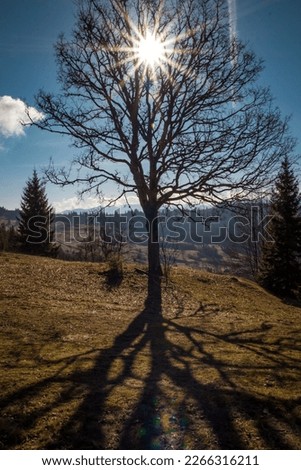 Bare branchy tree and bright sun above landscape photo. Nature scenery photography with forest on background. Ambient backlight. High quality picture for wallpaper, travel blog, magazine, article