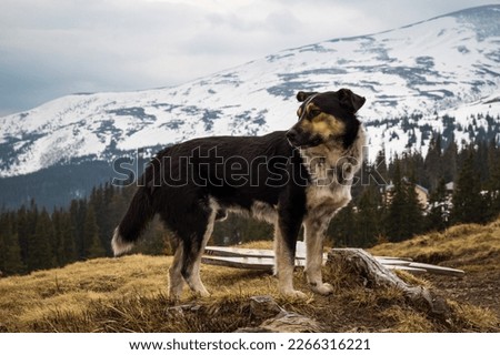 Close up domestic mongrel dog standing on hill concept photo. Front view photography with mountains on background. Natural light. High quality picture for wallpaper, travel blog, magazine, article