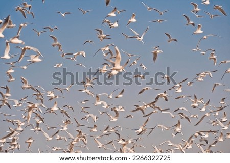 Flock of seagulls, birds fly in blue sky above garbage dump. Royalty-Free Stock Photo #2266322725