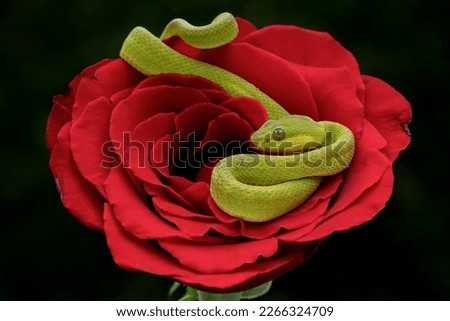 Lime White-lipped Pit Viper (Trimeresurus insularis) snake is Indonesian pit viper, on the red rose. 