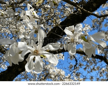 Mokryeon (Magnolia kobus), Kobus magnolia, Kobushi magnolia, die Kobushi-Magnolie or le Magnolia de Kobé (Conservatory and Botanical Garden of the City of Geneva)