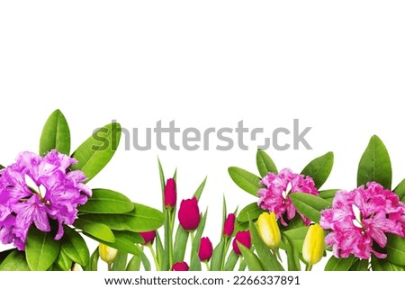 Beautiful background with pink Rhododendron flowers and red und yellow tulips, isolated