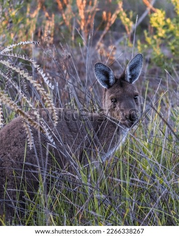 Multiple images of a Western Grey kangaroo
