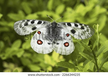 The Apollo or mountain Apollo (Parnassius apollo) is a rare butterfly that lives in the Tatra National Park in Slovakia. Royalty-Free Stock Photo #2266344235